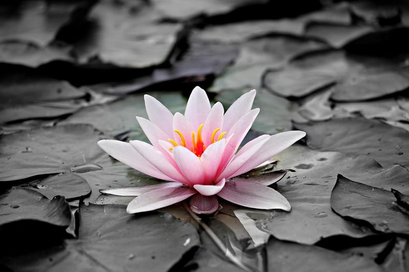 Tranquil Ponds